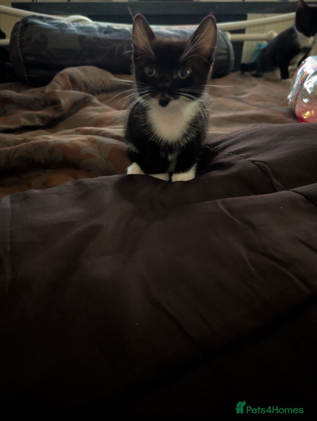 British Shorthair cats for sale: 2 male kittens ready for their new home - Advert 11