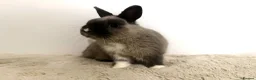 Netherland Dwarf rabbits for sale: Gorgeous Netherland dwarf male rabbit - Advert 6