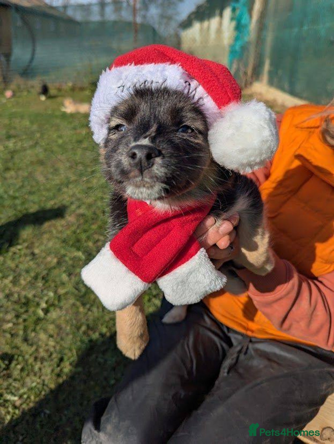 Mixed Breed dogs for adoption: Pocahontas for adoption - Advert 2