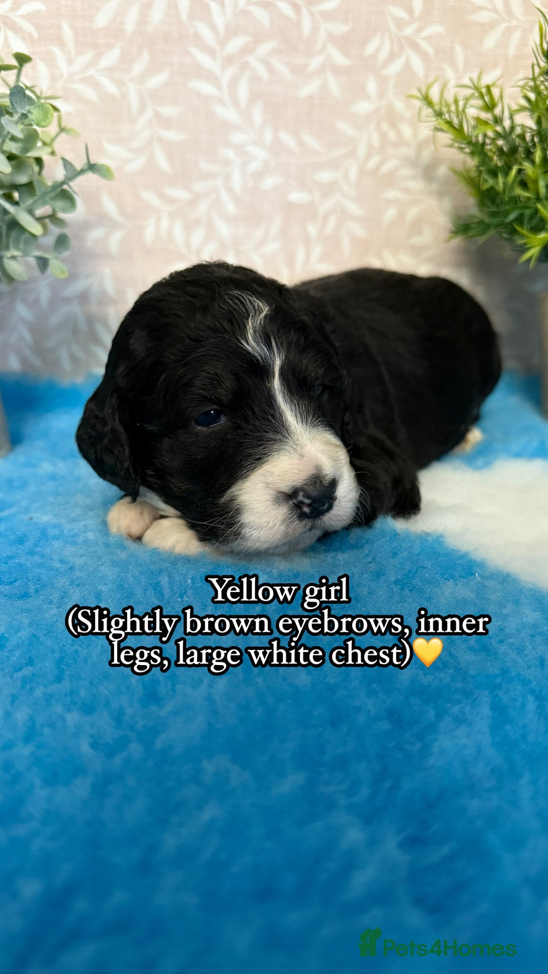 Bernedoodle dogs for sale: 💙Medium Sized Chunky Bernedoodles🩷 - Advert 6