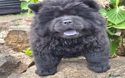 Chow Chow dogs for sale: Chow chow puppies  - Image 8