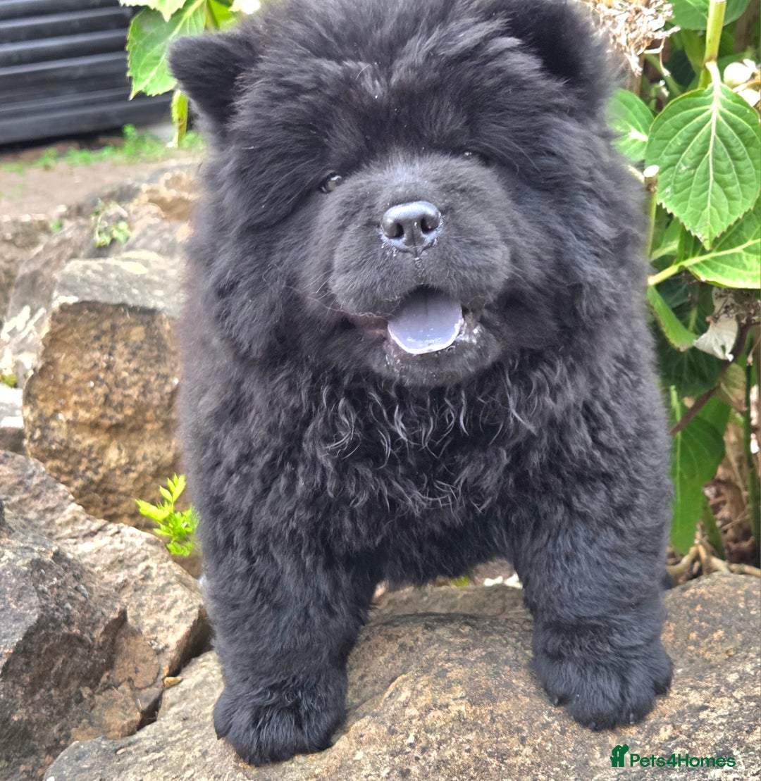 Chow Chow dogs for sale: Chow chow puppies  - Image 8