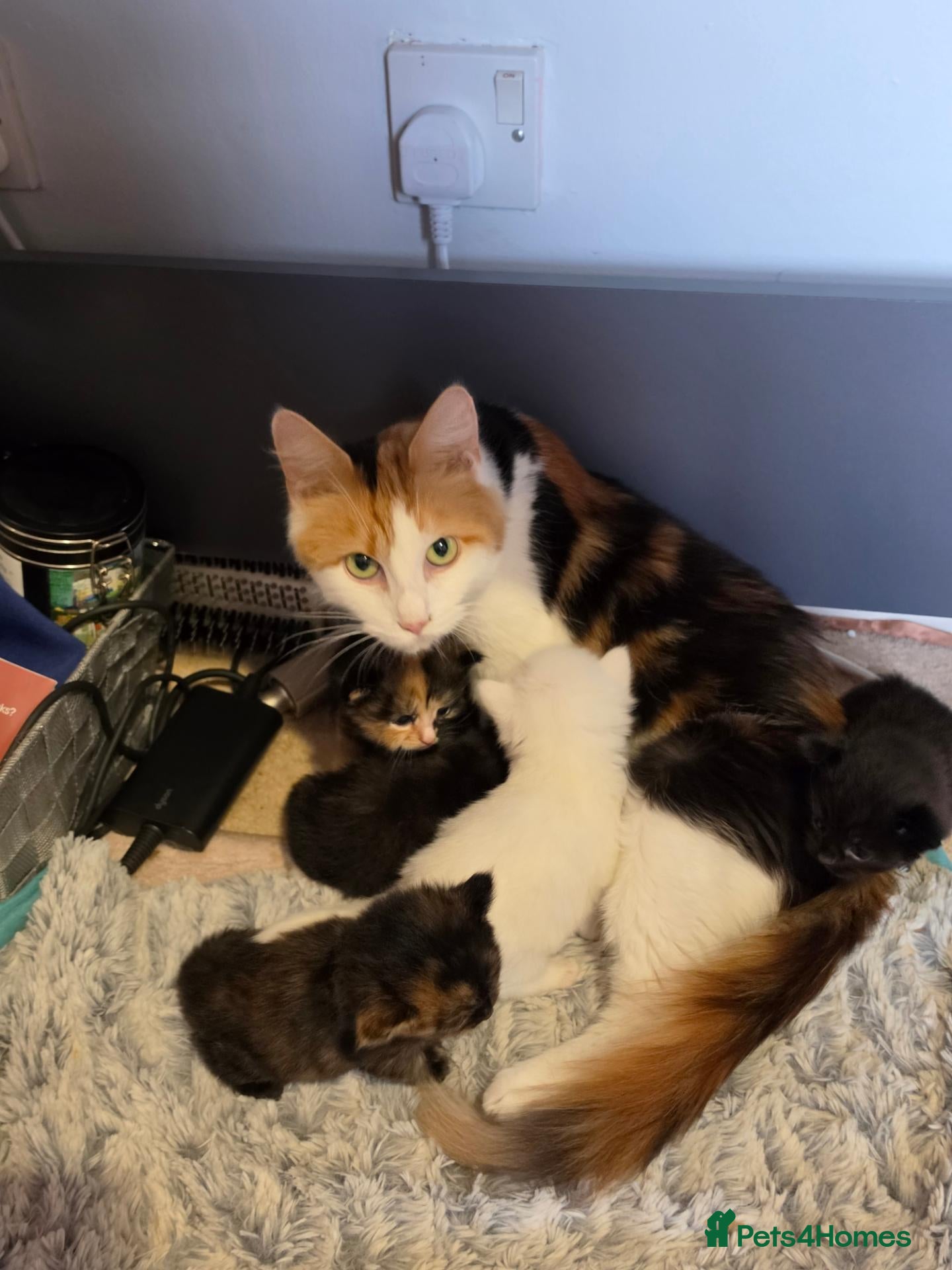 Mixed Breed cats Kittens for sale mixed litter  - Advert 3