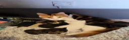Mixed Breed cats for sale: Kittens for sale mixed litter  - Advert 1