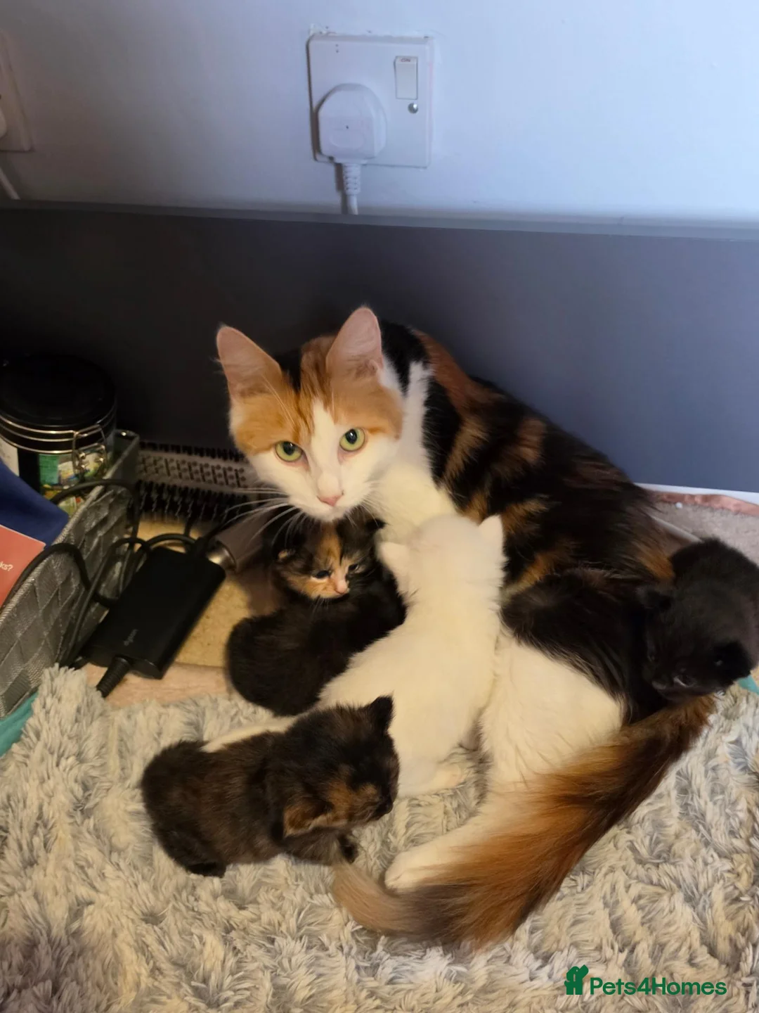 Mixed Breed cats for sale: Kittens for sale mixed litter  - Advert 1