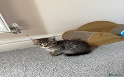 British Shorthair cats for sale: BSH X Scottish  - Image 7