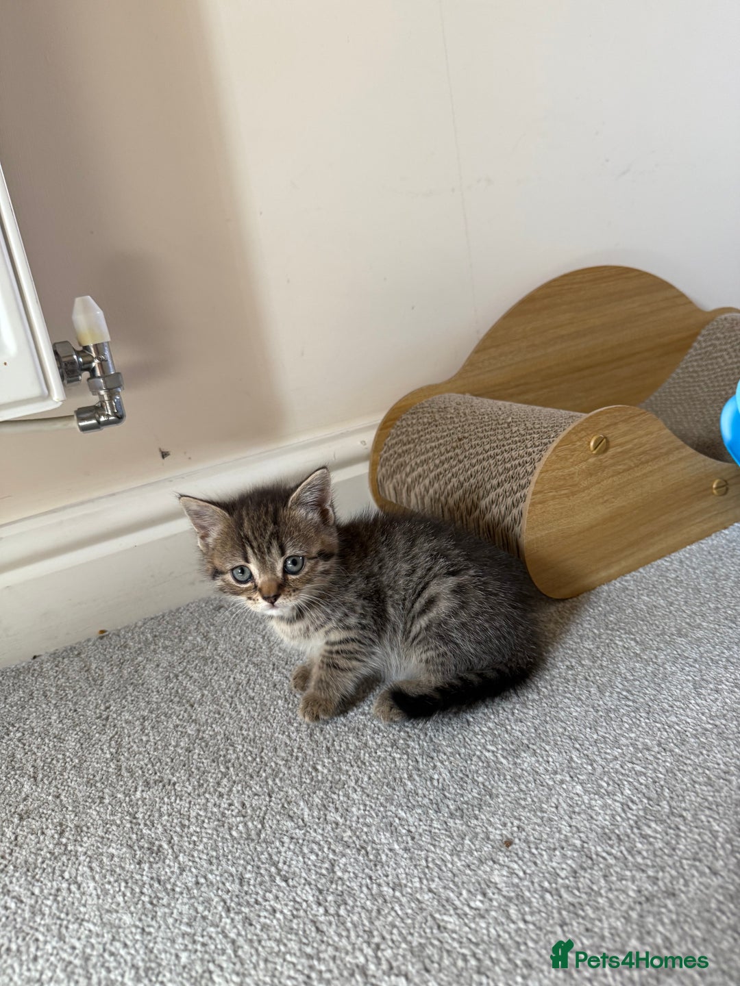 British Shorthair cats for sale: BSH X Scottish  - Image 7
