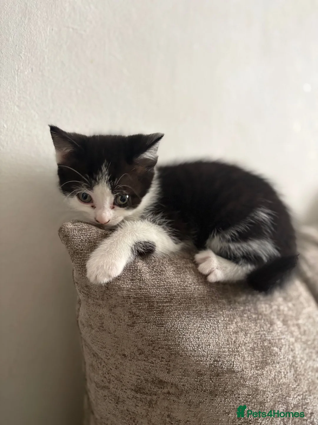 Mixed Breed cats for sale: Kittens  in Bradford - Advert 5