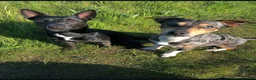 Patterjack dogs for sale: Jack Russell x Patterjack puppies - Advert 2