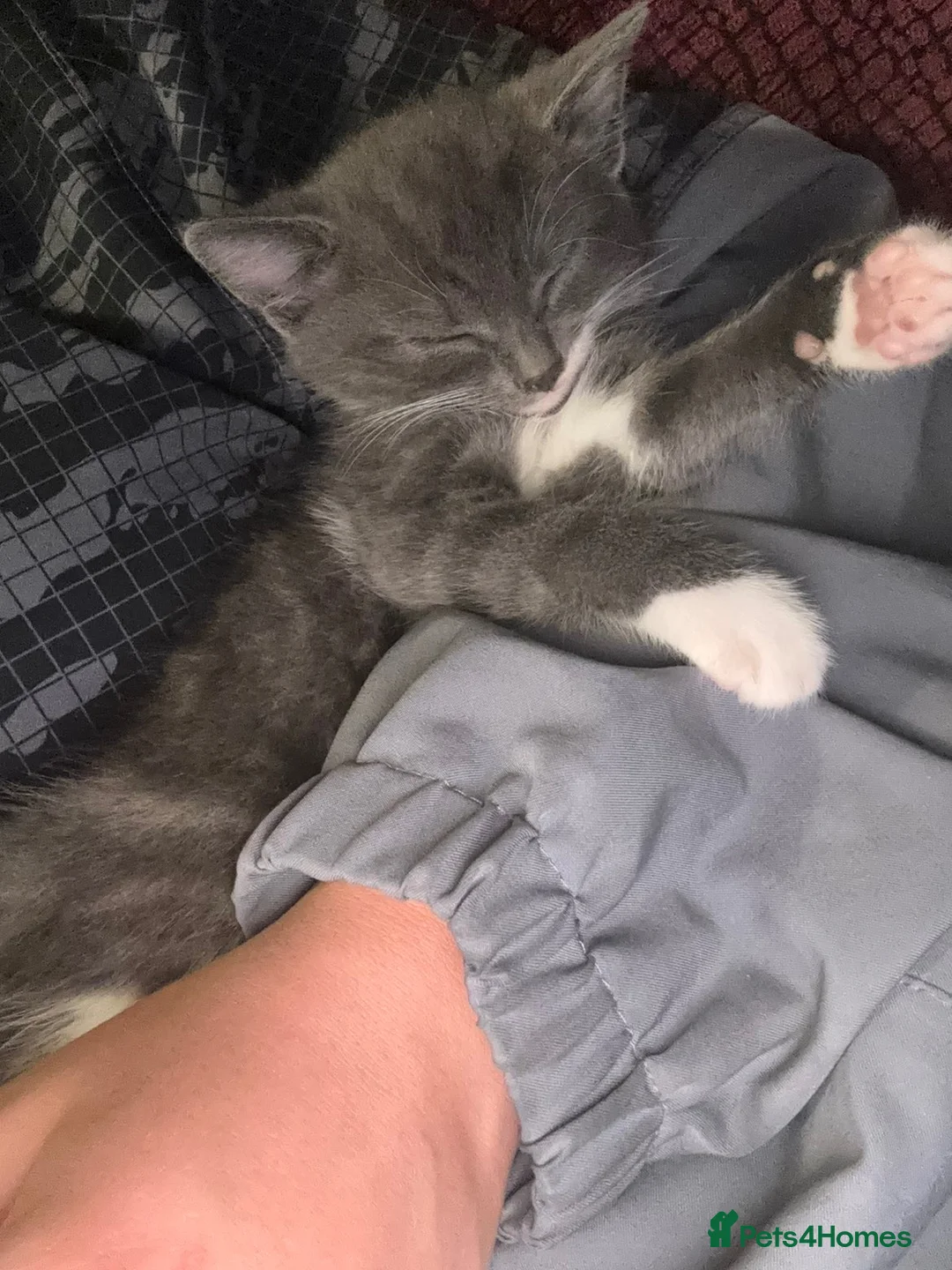 Mixed Breed cats for sale: Playful 8Weeks Kittens Tabby Grey&White solid grey in Bradford - Advert 2