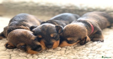 Miniature Dachshund dogs - Advert 7