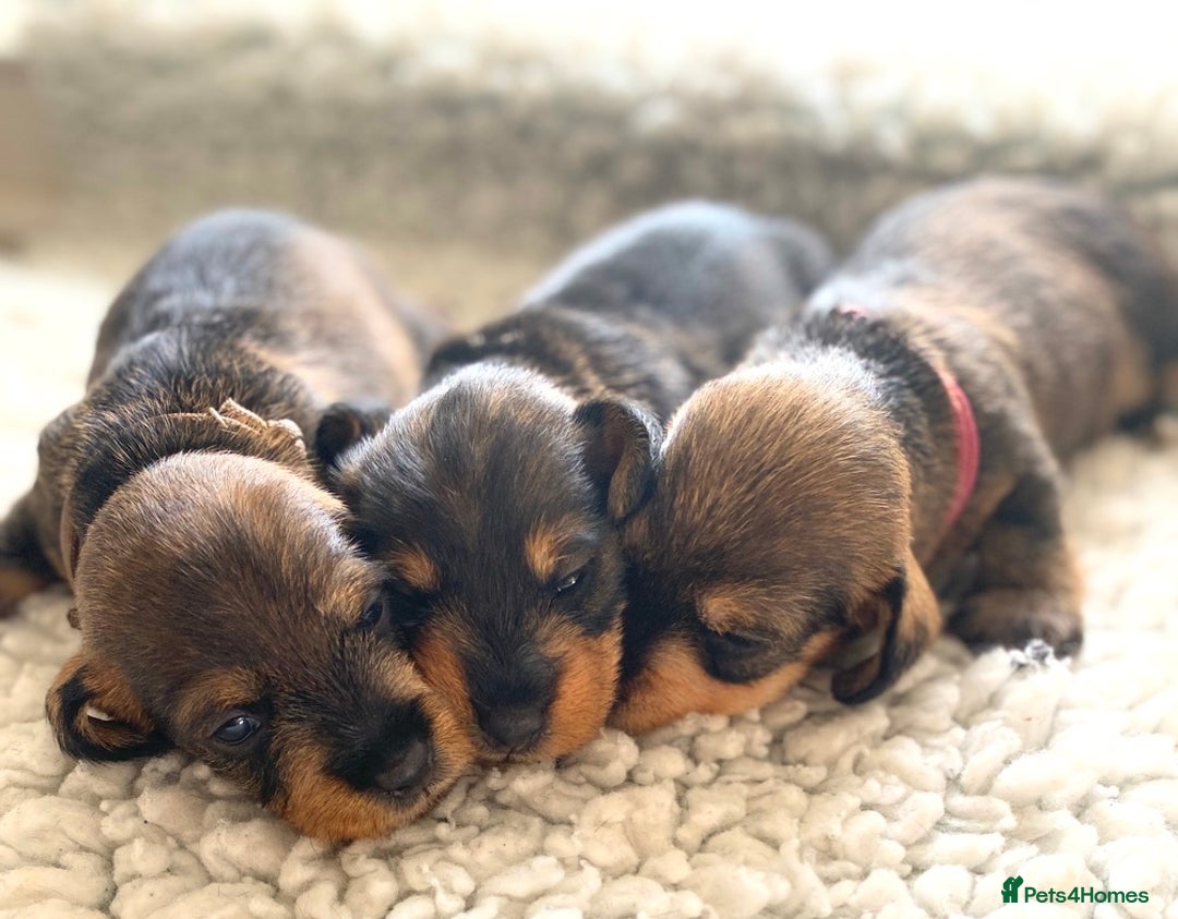 Miniature Dachshund dogs for sale: 5* Licenced-KC MINI wire-PRA & LAFORA clear - Image 4