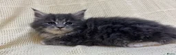Mixed Breed cats for sale: Maine Coon X Half Ragdoll Kittens  - Advert 9