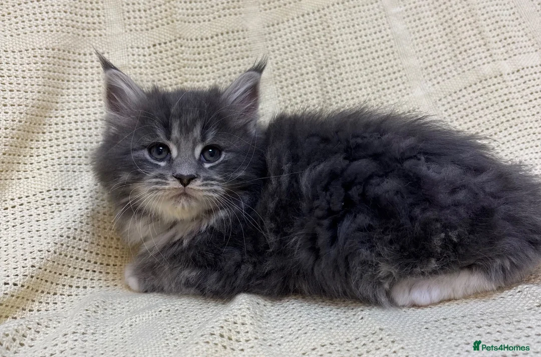Mixed Breed cats for sale: Maine Coon X Half Ragdoll Kittens  - Advert 9