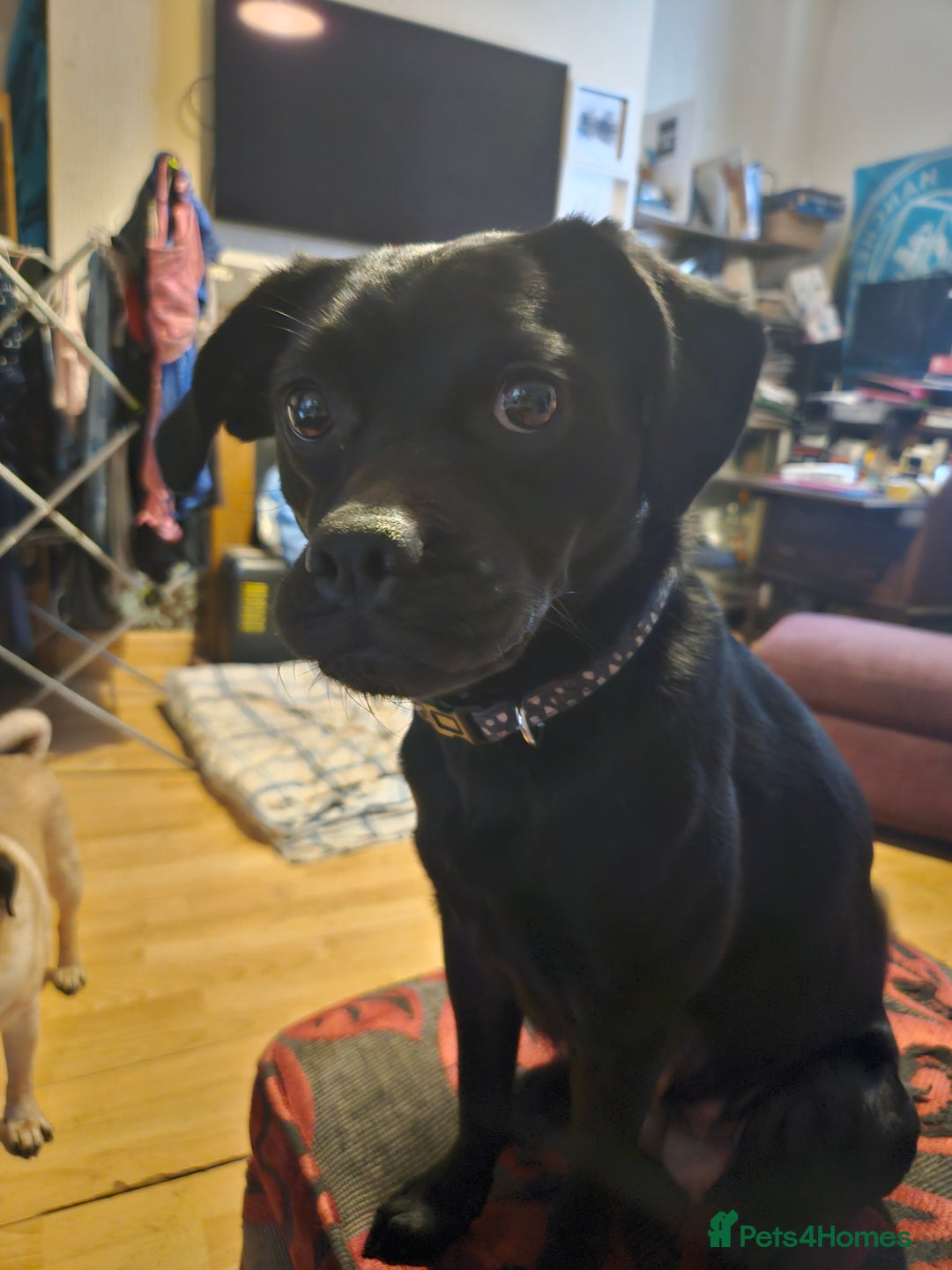 Mixed Breed dogs for sale: Mixed breed pups  - Image 6