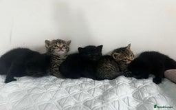 British Shorthair cats for sale: British shorthair kittens - Image 3
