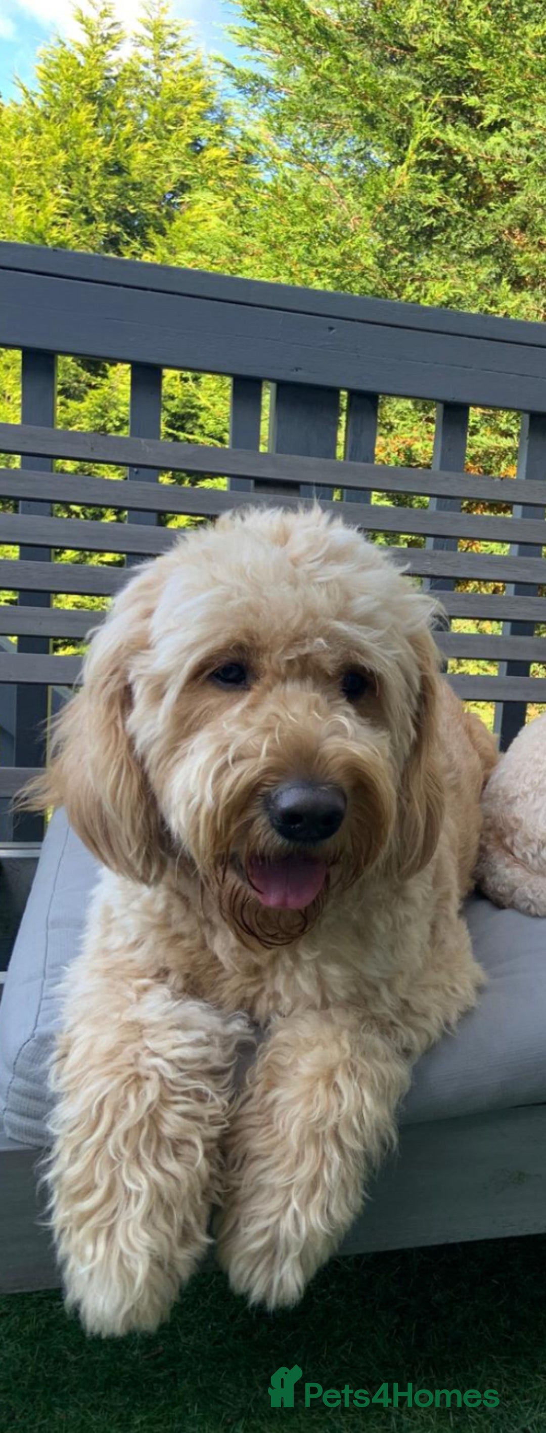 Mixed Breed dogs for sale: Mini Australian Golden Doodles  - Image 11