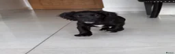 Cocker Spaniel dogs for sale: Working Cocker Spaniels - excellent blood line  - Advert 4