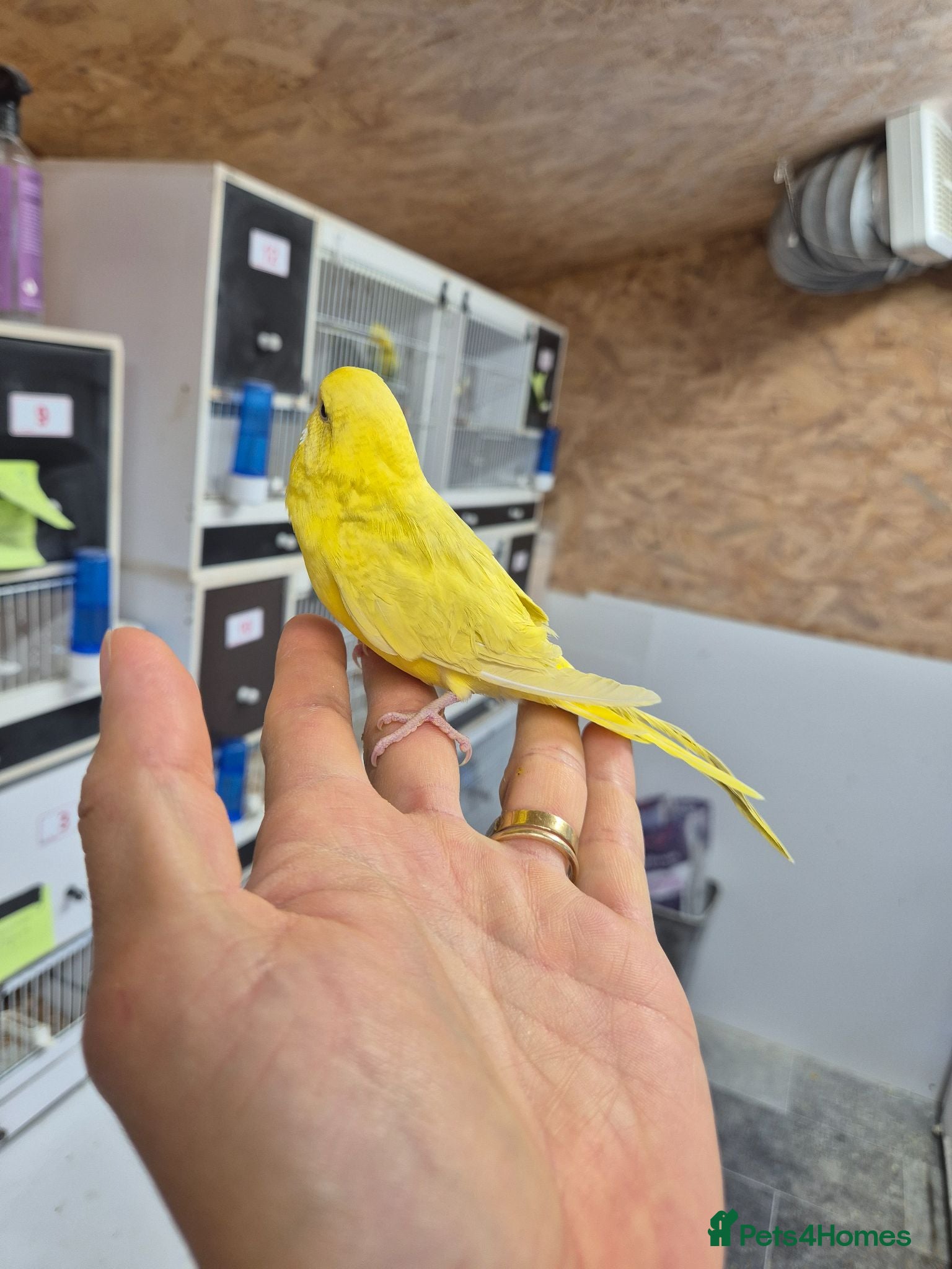 Budgerigars birds Free hen baby - Advert 12