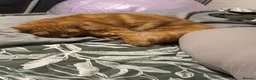 Mixed Breed cats for sale: Ginger cat  in Corby - Advert 4