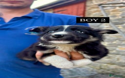 Border Collie dogs for sale: 5 Beautiful Border Collie Pups For Sale - Image 2