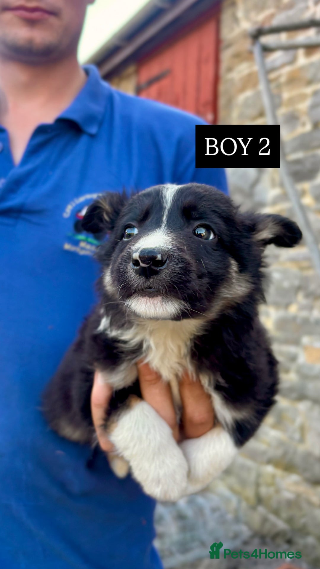 Border Collie dogs for sale: 5 Beautiful Border Collie Pups For Sale - Image 2