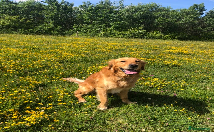Golden Retriever dogs in Gateshead - Advert 1