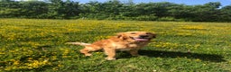 Golden Retriever dogs for stud: 5 year old golden retriever for stud  in Gateshead - Advert 1