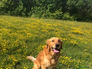 Golden Retriever dogs in Gateshead - Advert 1