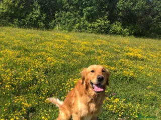 Golden Retriever dogs 5 year old golden retriever for stud in Gateshead - Advert 3