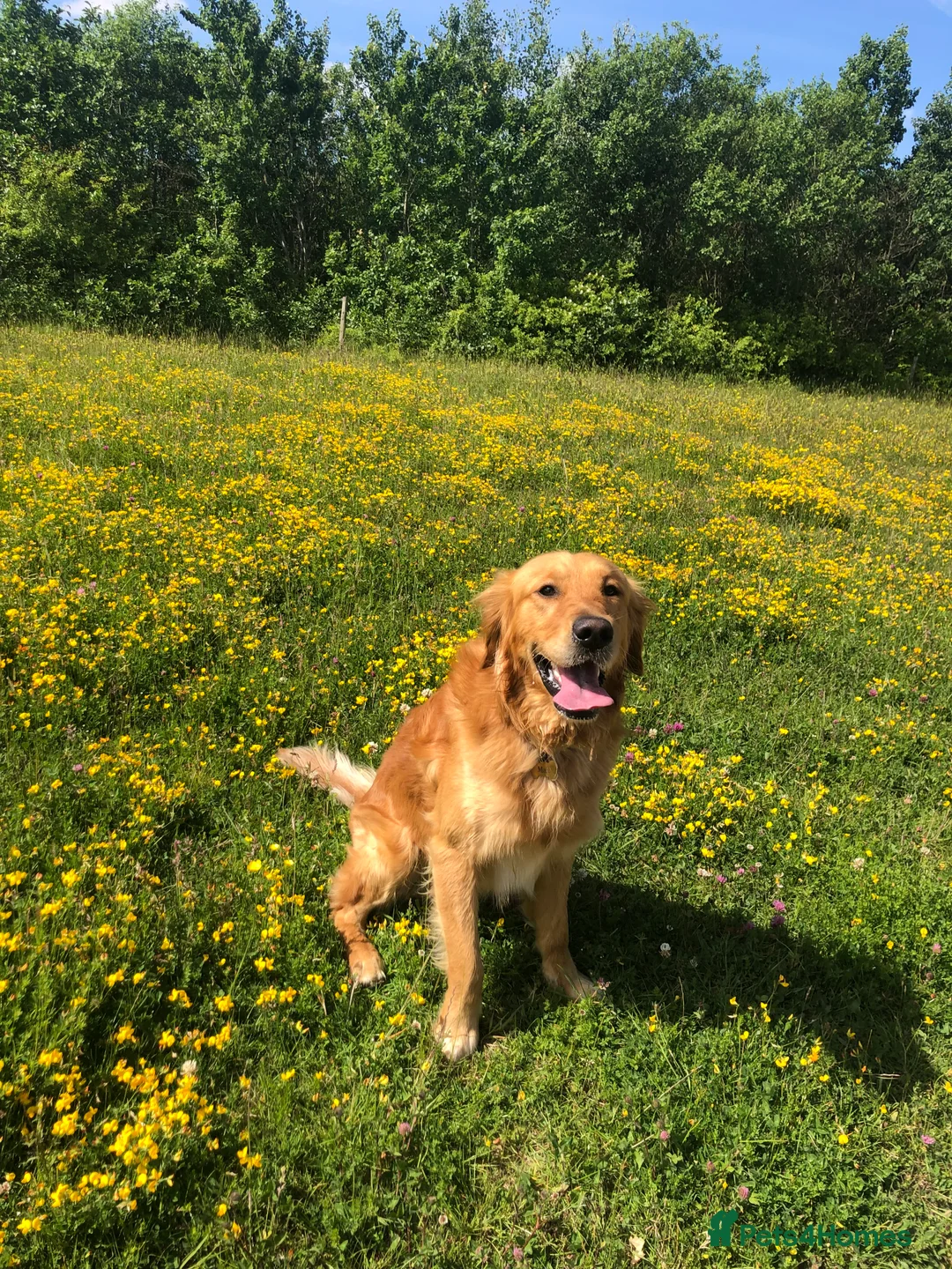 Golden Retriever dogs for stud: 5 year old golden retriever for stud  in Gateshead - Advert 1