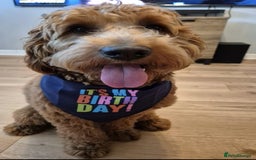 Goldendoodle dogs for sale: F1 RED GOLDENDOODLE 1 FEMALE LEFT - Image 3