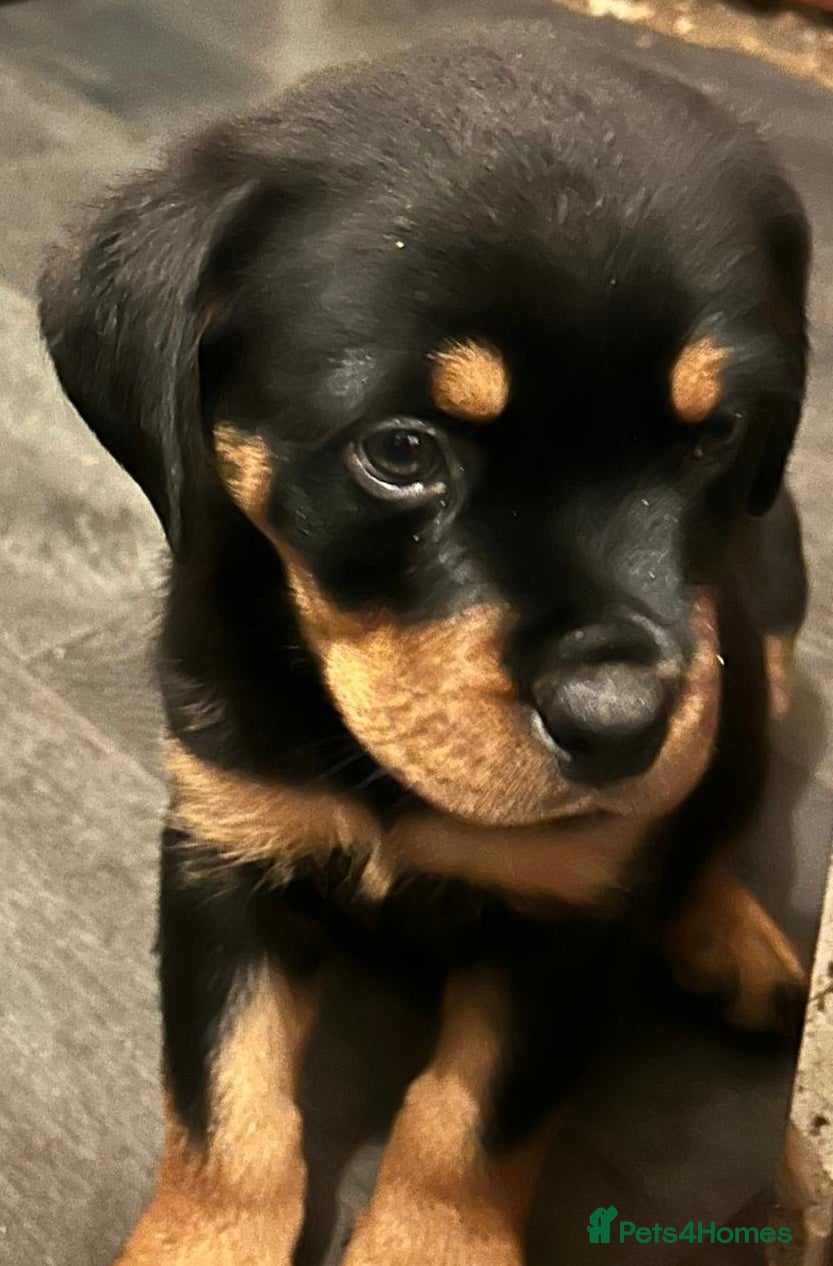 Rottweiler dogs NOW READY KC REG CHUNKY ROTWEILLER PUPPYS  - Advert 13
