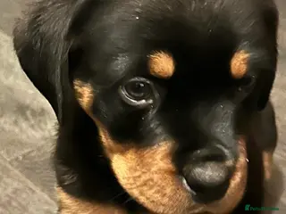 Rottweiler dogs NOW READY KC REG CHUNKY ROTWEILLER PUPPYS - Advert 13