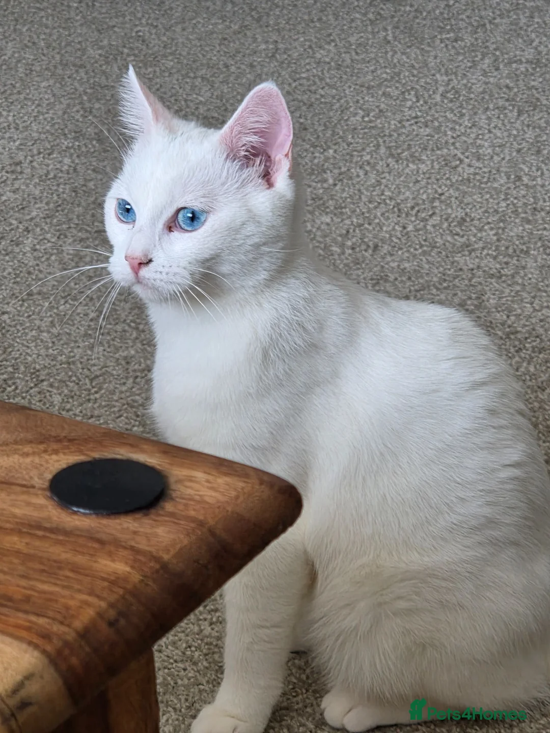 Ragdoll cats for sale: Ragdoll Mixed - Advert 2