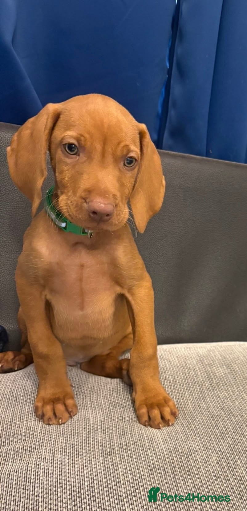 Hungarian Vizsla dogs KC registered Hungarian vizsla pups 3 boys) - Advert 2