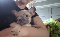 French Bulldog dogs for sale: Frenchy  - Image 14