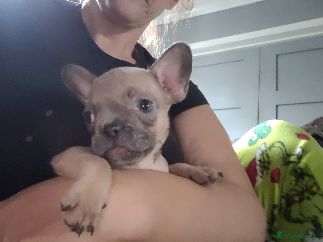 French Bulldog dogs for sale: Frenchy  - Image 14