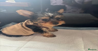 Yorkshire Terrier dogs - Advert 9