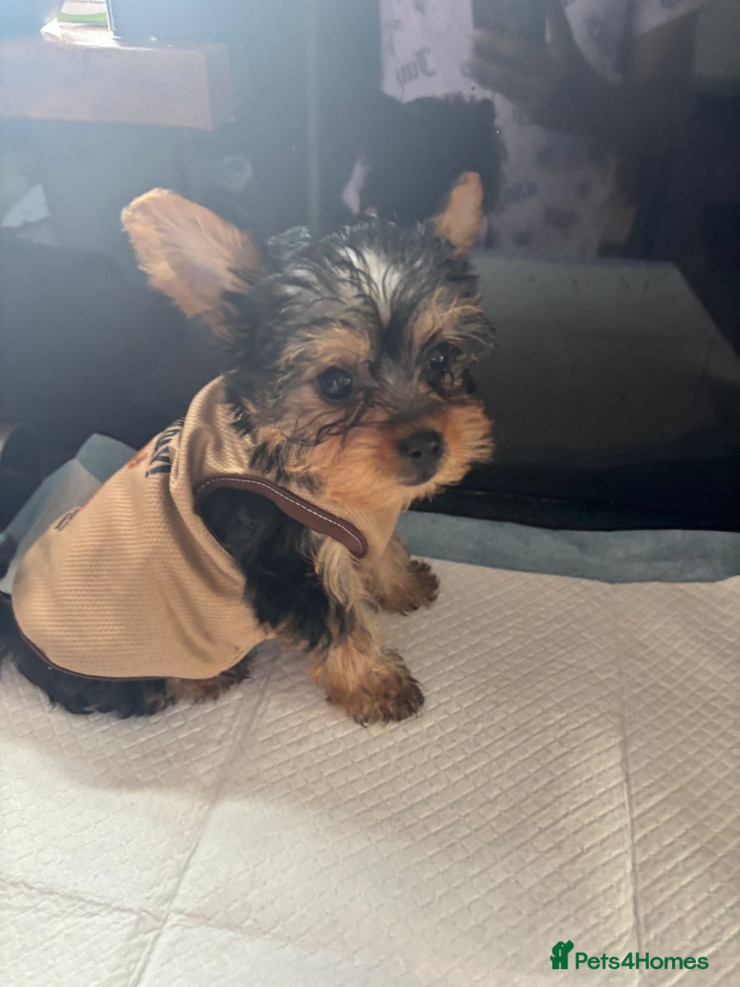 Yorkshire Terrier dogs for sale: Gorgeous Tiny Little Yorkshire terrier Girl - Image 3