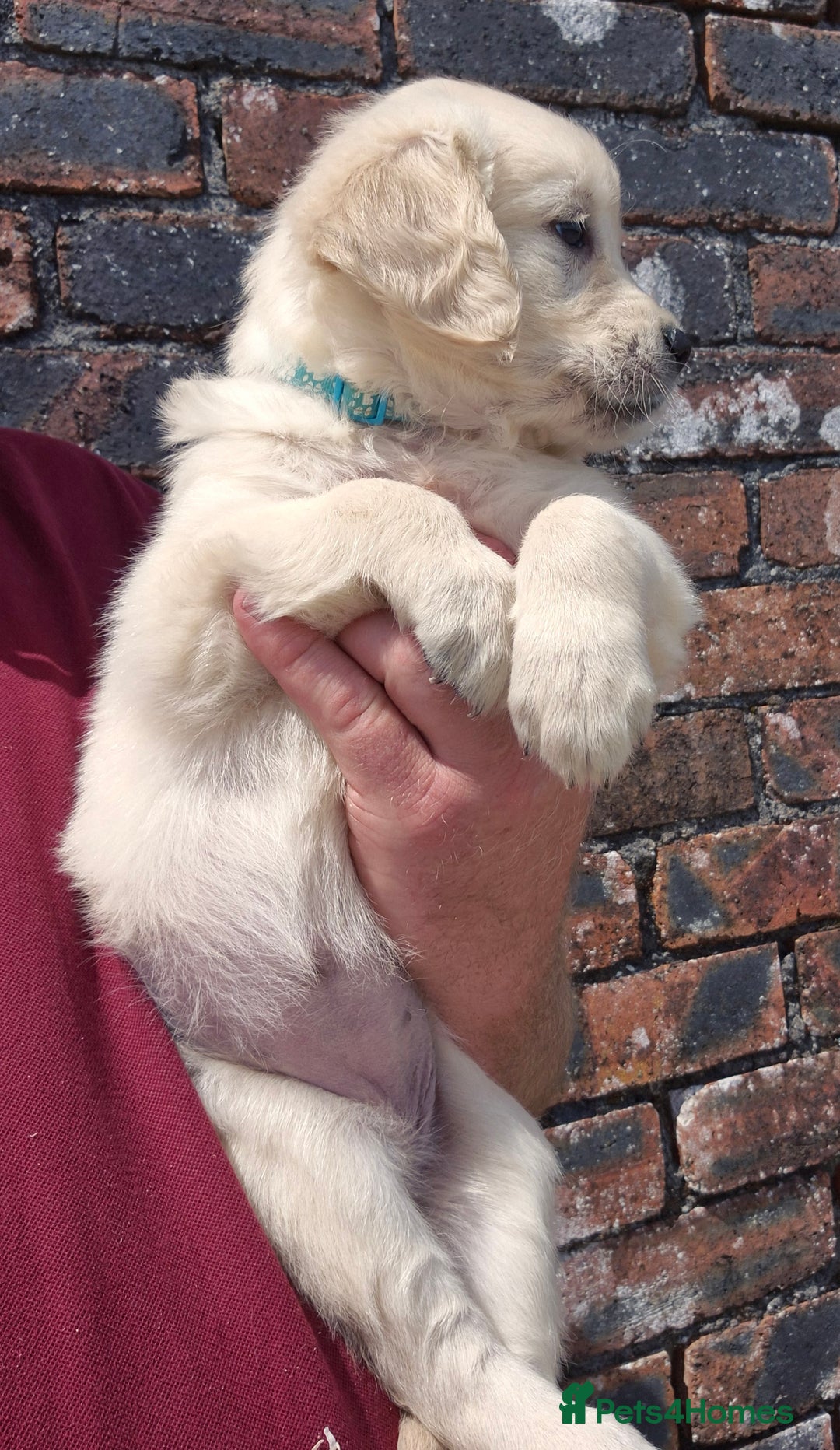 Golden Retriever dogs for sale: KC GOLDEN RETRIEVER PUPPIES  - Image 11