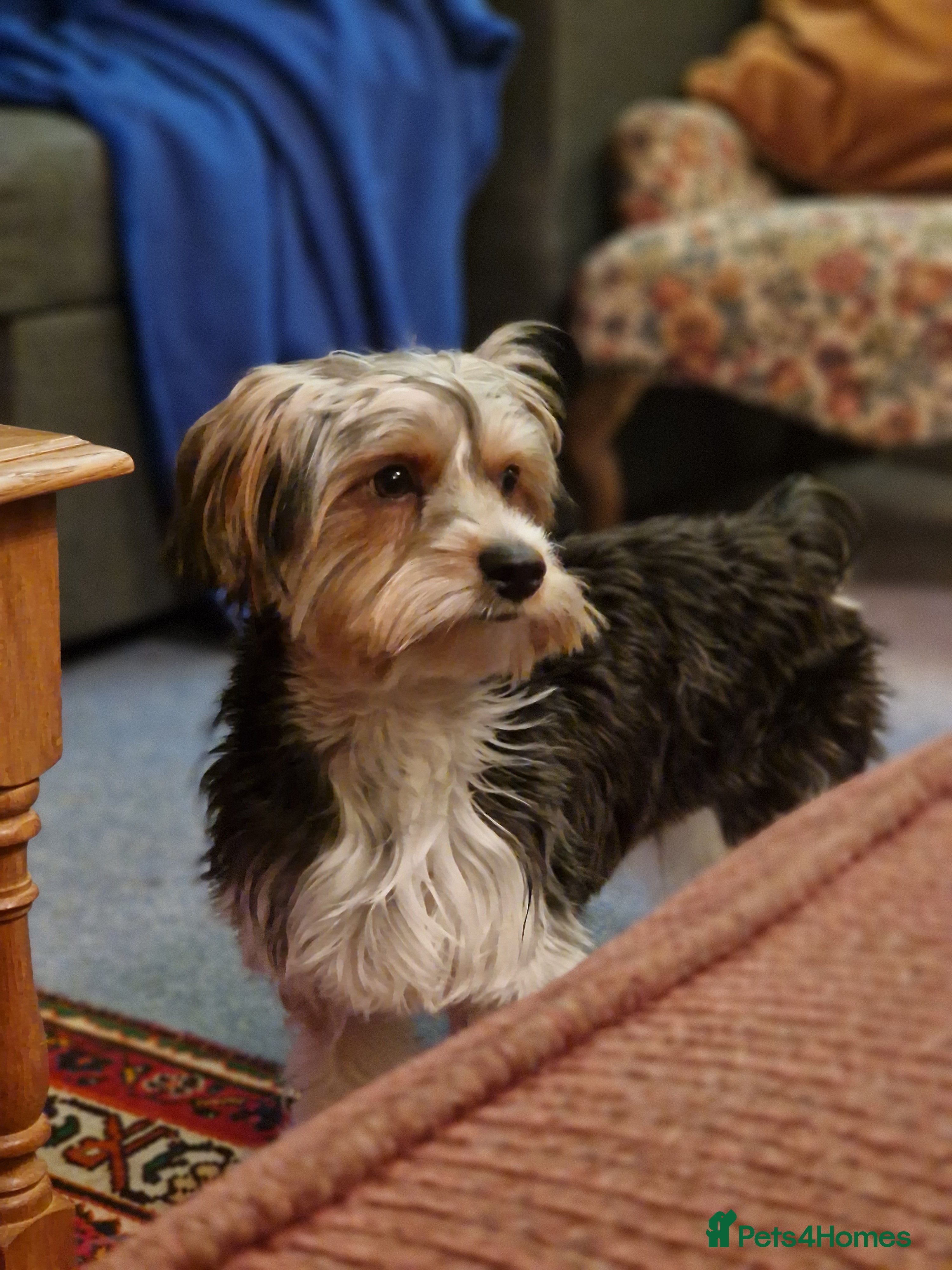 Biewer Terrier dogs 1 year old Biewer Terrier for stud - Advert 17