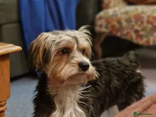 Biewer Terrier dogs 1 year old Biewer Terrier for stud - Advert 17