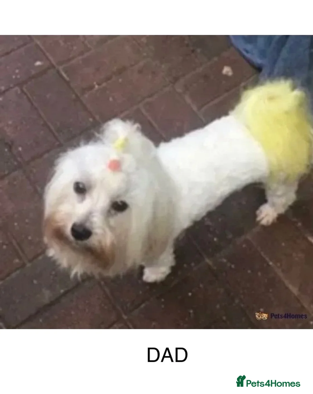 Toy Poodle dogs for stud: Stunning Maltese at Stud - NOt FOR SALE in Coventry - Advert 3