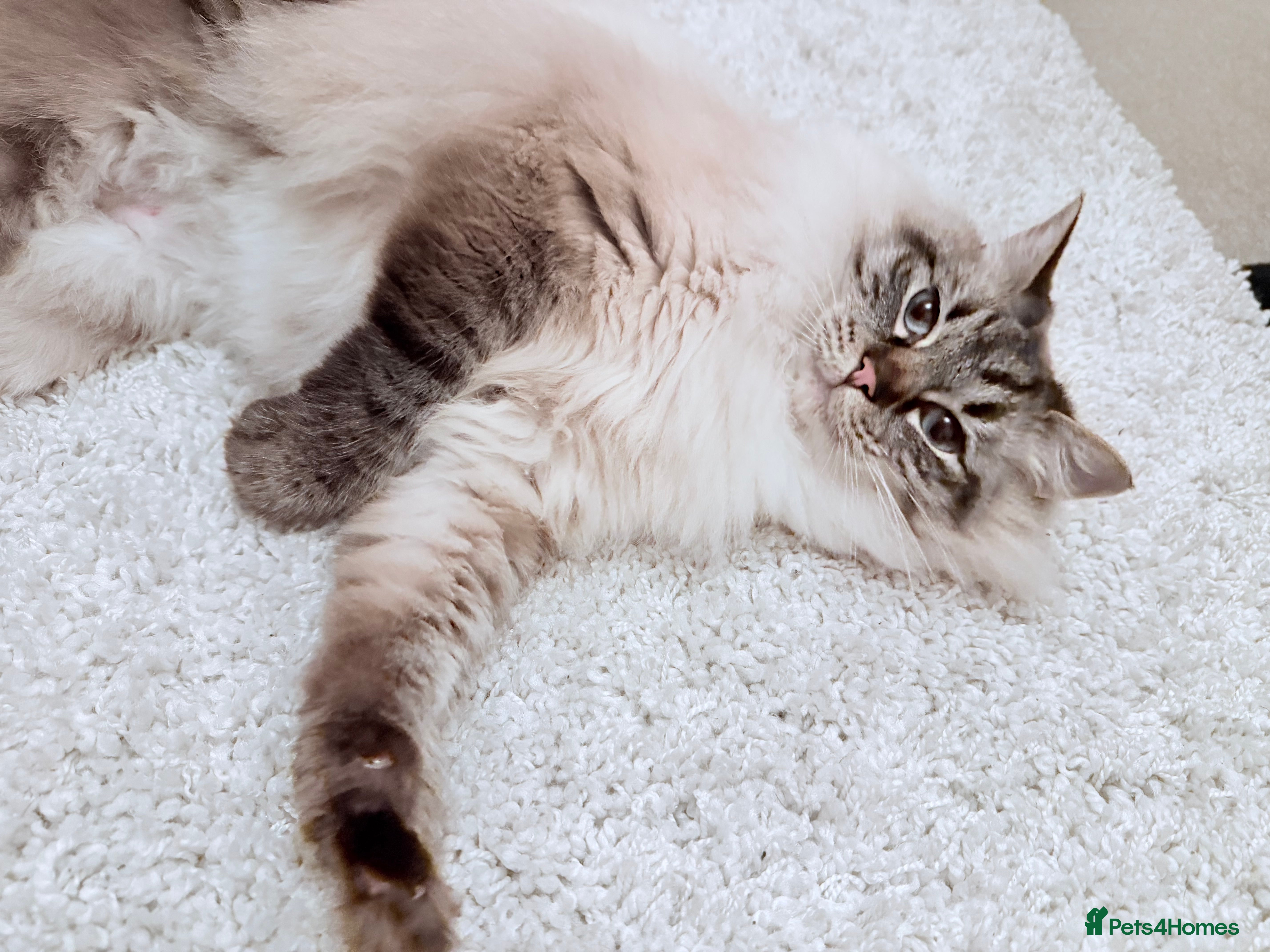 Ragdoll cats Ragdoll for Sale  in Market Rasen - Advert 1