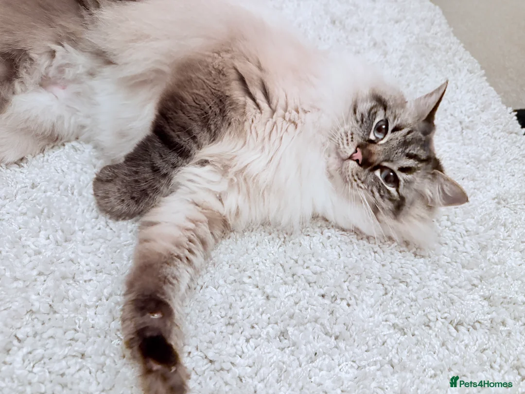 Ragdoll cats for sale: Ragdoll for Sale  in Market Rasen - Advert 1