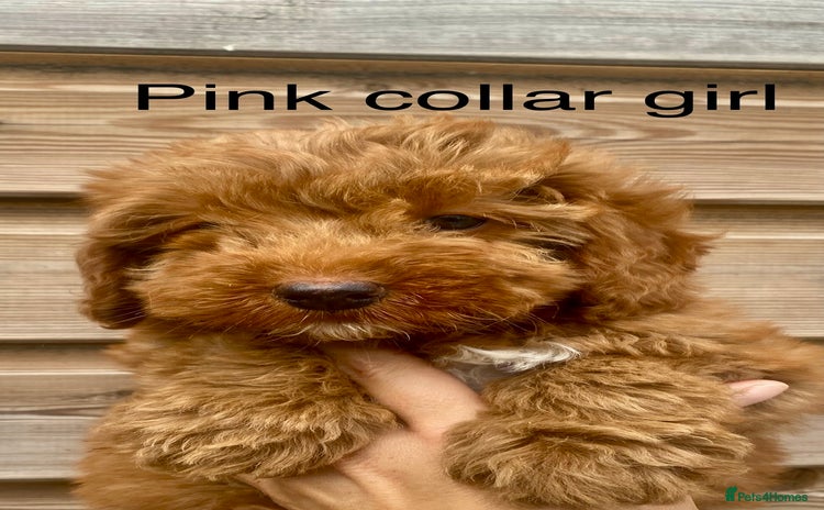 Cockapoo dogs - Advert 5