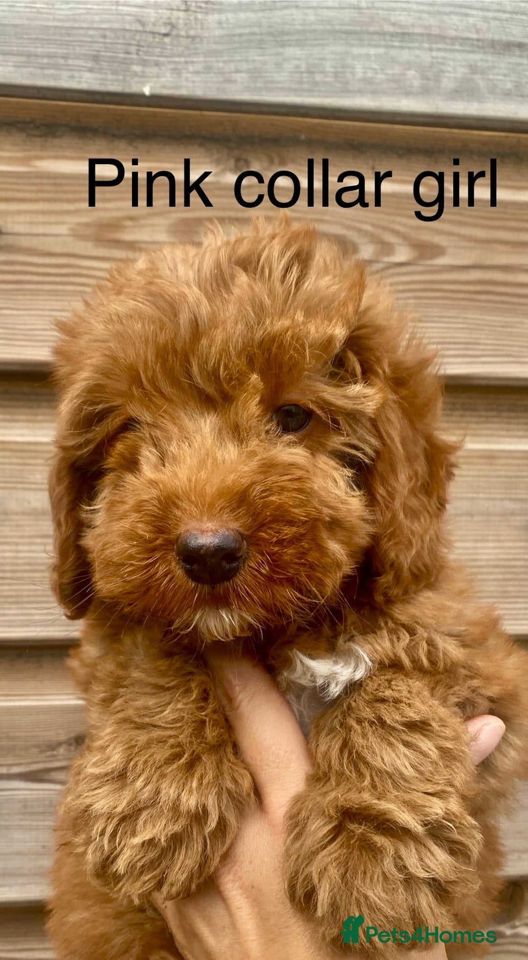Cockapoo dogs for sale: Beautiful f1 Cockapoo puppies - Image 1