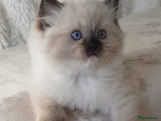 Ragdoll cats Exceptional Bloodlines Ragdoll kittens - Advert 9