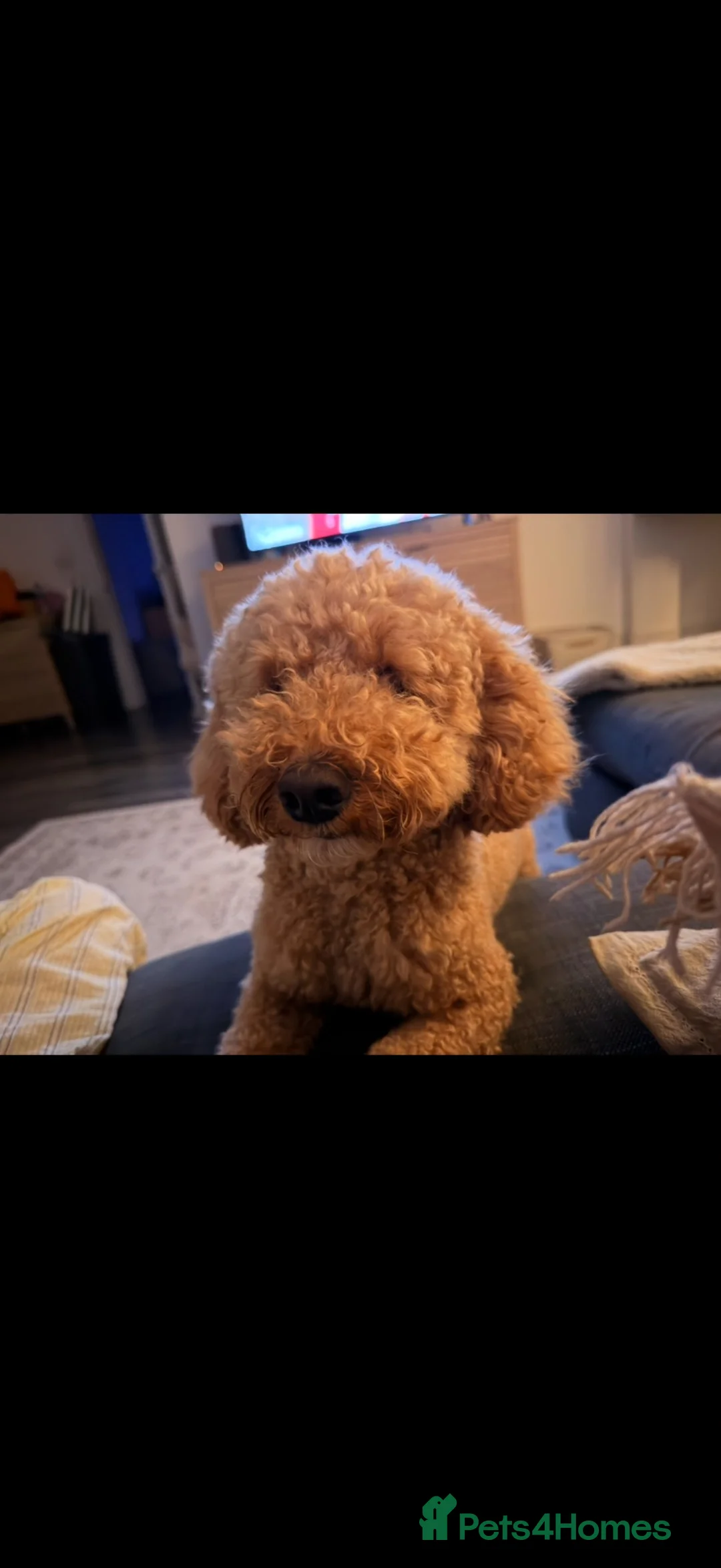 Miniature Poodle dogs for sale: 2 year old Mini Poodle Male  - Advert 11